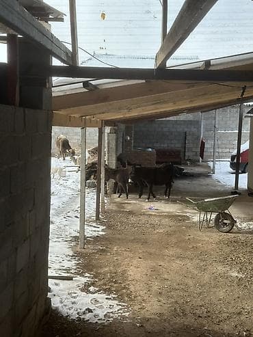 беде чоп саман: Ослы (пара) - Домашние ослы тёмной масти, крепкие, крупные. - — 1