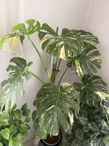 Драцена Тайское созвездие взрослая. 170см высота