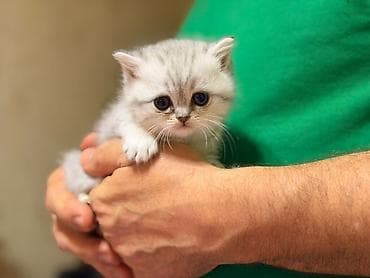 Шотландские котята шиншиллового (серебристого) окраса, есть фолды и
