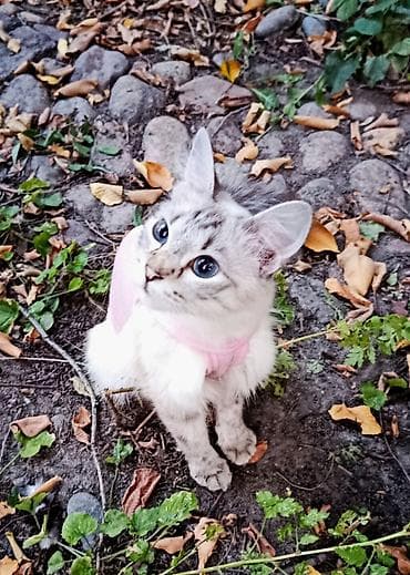 Кошки: Кошка даром: Сиамская, 1 год, Девочка — 8