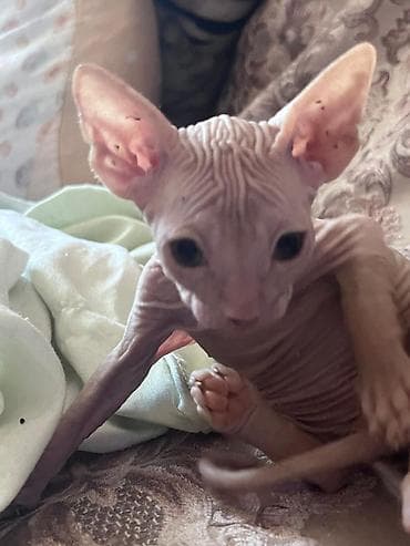 лысый кот сфинкс: Котята породы сфинкс - Окрас: светлый, «персиковый», без шерсти — 4