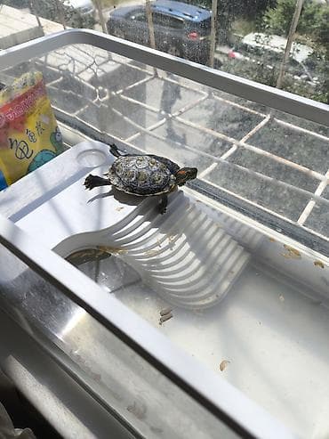 живые черепахи: Красноухая черепаха (Trachemys scripta elegans) с комплектом — 2