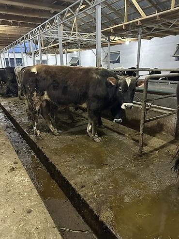 продается кашара: Продаю | Бык (самец), Музоо, торпок | Полукровка | На откорм, На забой, Для разведения | Привязанные — 1