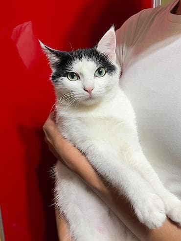 scottish fold: Отдам котёнка в добрые руки!🐾 • Девочка, возраст 2 месяца • — 1