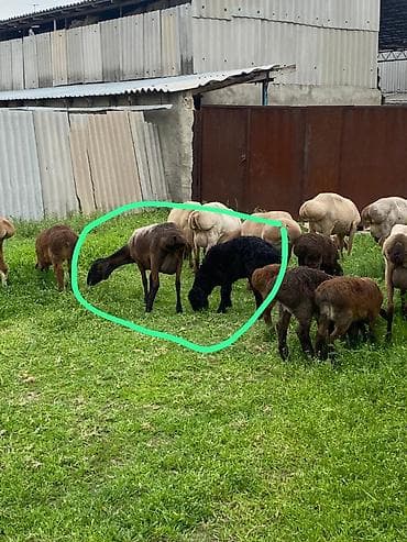 мел для крс: Продаю | Овца (самка) | Для разведения | Матка — 2