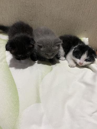 котята скоттиш фолд: Шотландские котята (вислоухие/страйт), покровки - метисы . 1,5 месяца — 5