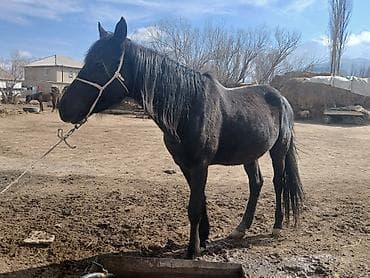 корм для животных: Продаю | Кобыла (самка) | Рабочий — 4