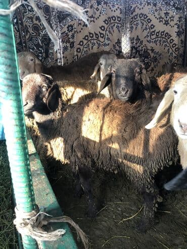 козу кочкор сатам: Сатам | Ургаачы кой (ургаачы) | Көбөйтүү үчүн | Токту — 7