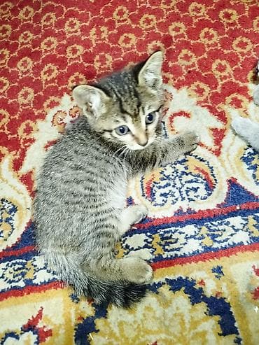 Находки, отдам даром: Отдам даром 4х котят, к лотку приучены, 2 месяца — 1