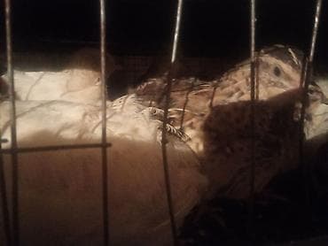 поилки для курей: Перепела (разные окрасы) - Вид: домашние перепела, мясо-яичное — 7