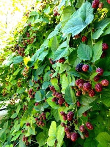 клубника черный принц бишкек: Саженцы ежевики !! Крупная вкусная урожайная ежевика. Отличный сорт — 2