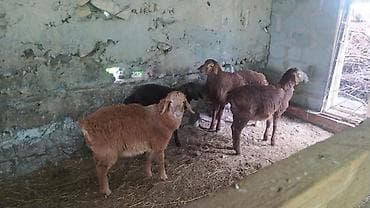 кукуруза местная: Продаю | Ягненок — 9