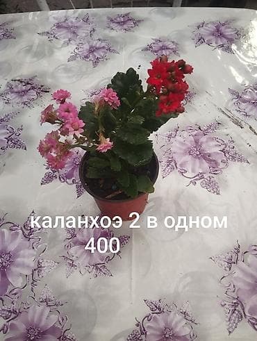 max safe: Комнатные растения 1) Сансевиерия (сансевьера, «тещин язык») - — 10