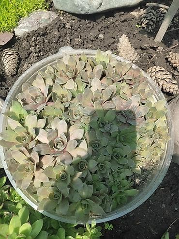 аихризон купить: Сукулентное растение .каменная роза .все в чашечках .цена за одну — 7