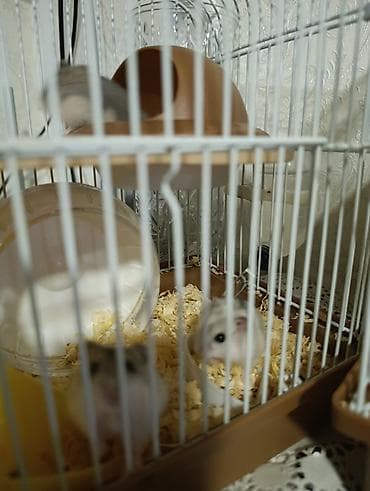 капкан для крысы: Продаю хомячков есть мальчики девочки парода Джунгарии месяц,6 шт — 5