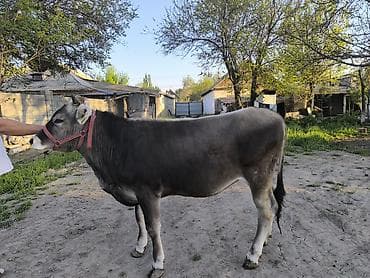 американская короткошерстная кошка купить: Продаю | Тёлка | Для разведения | Племенные — 2