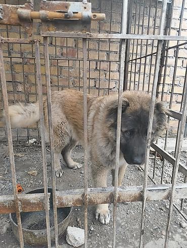 кара кой: Собака даром: Кавказская овчарка, 5 лет, Самка — 2