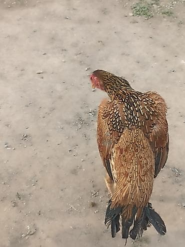 Продаю | Куры | Бойцовая | Для разведения