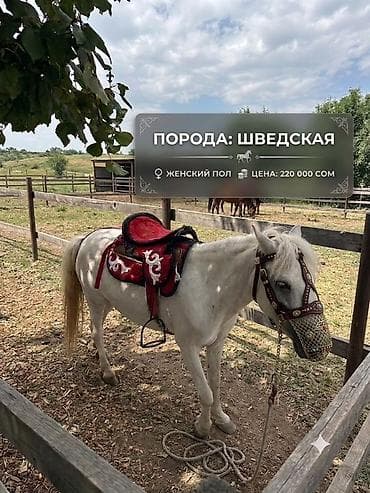 лошаде: Продаю | Жеребец — 5