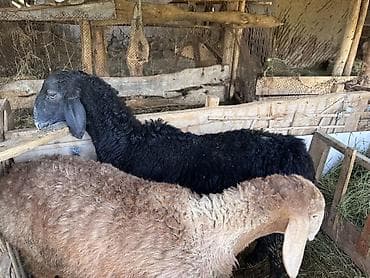 кошки купить бишкек: Продаю | Овца (самка) | Арашан | Для разведения | Матка — 2