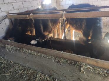 купить кошку в бишкеке: Продаю | Тёлка | На откорм, Для разведения — 1