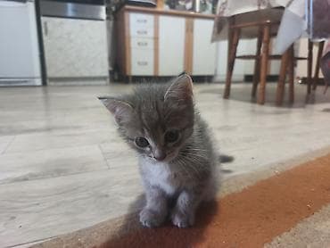 домашние котята: Беспородная, 1 месяц, Девочка, Приучена к лотку — 2