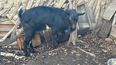 Другие животные: Продаю | Козёл (самец) | Для разведения | Племенные — 4