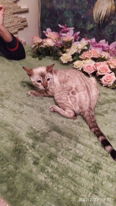 очень нужны: Друзья .Питомник бен гла мур с любовью предлагает вам котят — 17