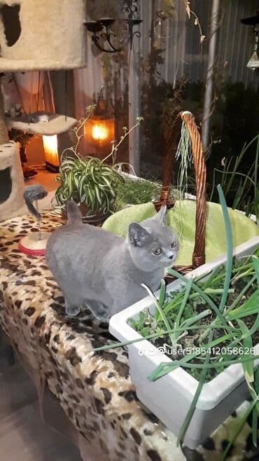 где купить домик для кошки: Для котиков и кошечек круглосуточная кото-гостиница г.Бишкек — 5