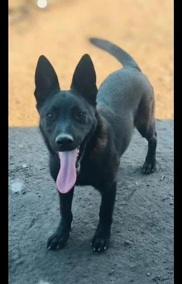 собаки питбуль: Бельгийская овчарка, 5 месяцев, Самец, С прививкой, С родословной — 1