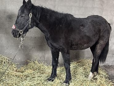 тумба под аквариум: Продаю | Кобыла (самка) | Полукровка | Конный спорт — 2