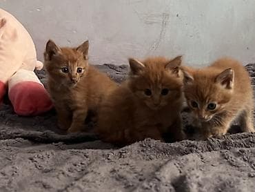 сколько стоит котята: Беспородная, 1 месяц, Мальчик, Рыжий, Метис — 5