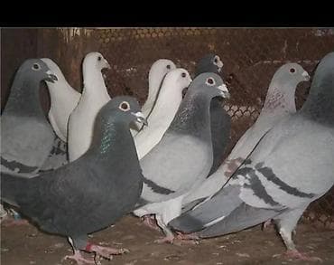 Животные: Породистые голуби (вероятно почтового/спортивного направления) — 1