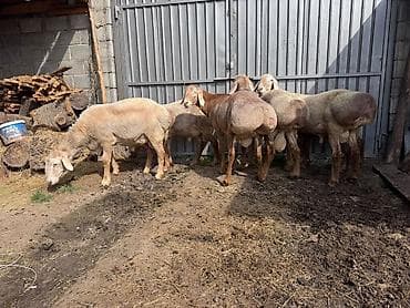 кой соебуз: Продаю | Овца (самка) | Для разведения | Племенные — 6