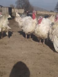 хомяк в бишкеке: Продаю | Индюк (самец) | Бройлерная, Северокавказская | Для разведения | Племенные — 6