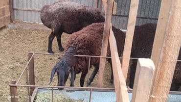 продажа кормов для сельскохозяйственных животных: Продаю | Овца (самка) | Арашан | Для разведения | Племенные, Котные, Осеменитель — 11