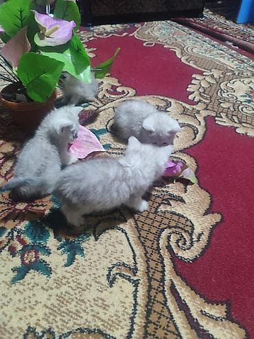 кошки сфинкс: Скотиш Страйт (Шотландская прямоухая), 2 месяца, Девочка, Серебристая шиншилла, Приучена к лотку — 9