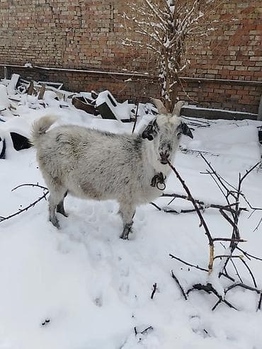 Другие животные: Продаю | Коза (самка), Козлёнок | Для разведения, Для молока | Котные — 1