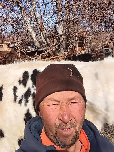 дойные карова: Продаю | Корова (самка) | Для молока | Привязанные — 1