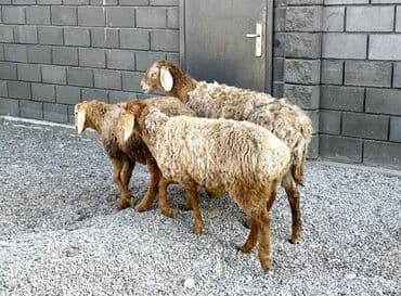 наполнители для кошек: Продаю | Овца (самка), Баран (самец) | Гиссарская, Арашан | Для разведения | Матка, Ярка — 5