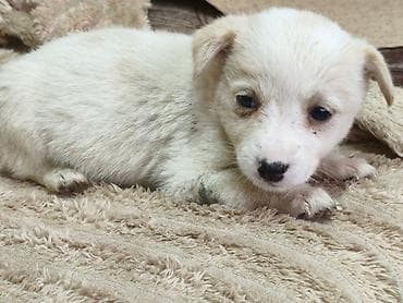 Щенки, метисы небольших пород Описание: - Возраст: примерно 1–2