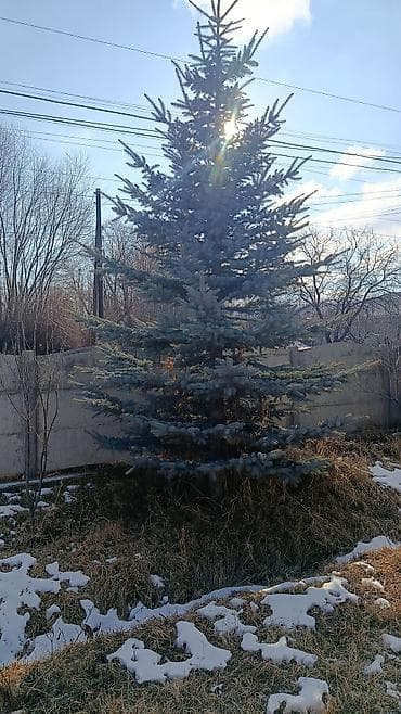 садовые цветы в бишкеке: Ели голубые (колючая ель, Picea pungens) — взрослые декоративные — 4