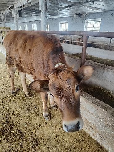 люцерна клевер: Продаю | Тёлка | Полукровка, Швицкая | Для разведения | Привязанные — 3