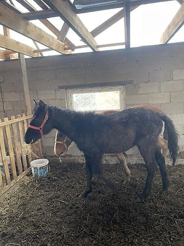 1жаш бука: Продаю | Жеребенок | Для разведения — 3