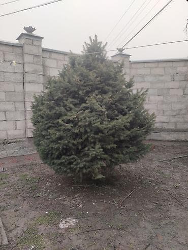 удобрения карбамид: Продам ель,ёлку.2 м высота — 1