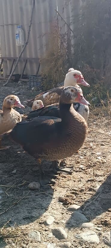 продаю в связи с переездом: Срочно продается индоутки — 5