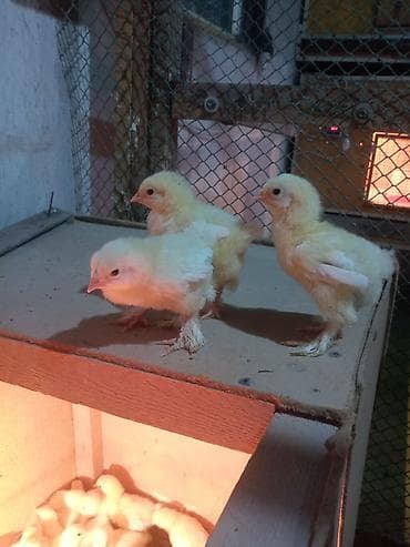 петух брама цена: Продаю цыплят от элитной чистокровной светло голубой брамы гигант — 5