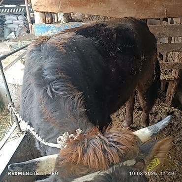корова симментал: Продаю | Корова (самка) | На откорм | Привязанные — 1