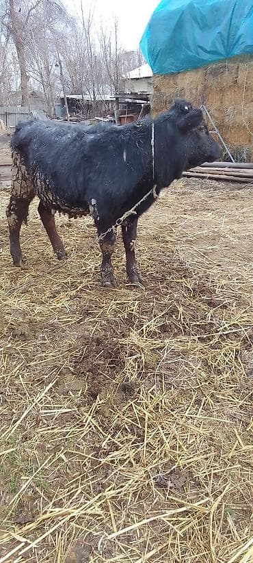 ангус уй: Продаю | Тёлка | Ангус | На откорм, Для разведения | Племенные — 5