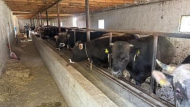 машке собака: Продаю | Бык (самец) | На откорм | Привязанные — 4